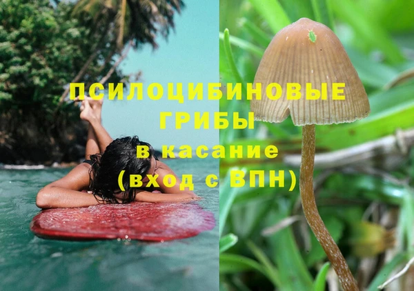 прущие грибы Карпинск